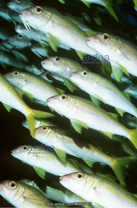 : GOATFISH SHOAL : GOATFISH SHOAL