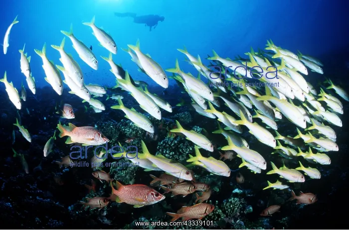 : Goatfish and Squirrelfish with scuba diver : Goatfish and Squirrelfish with scuba diver