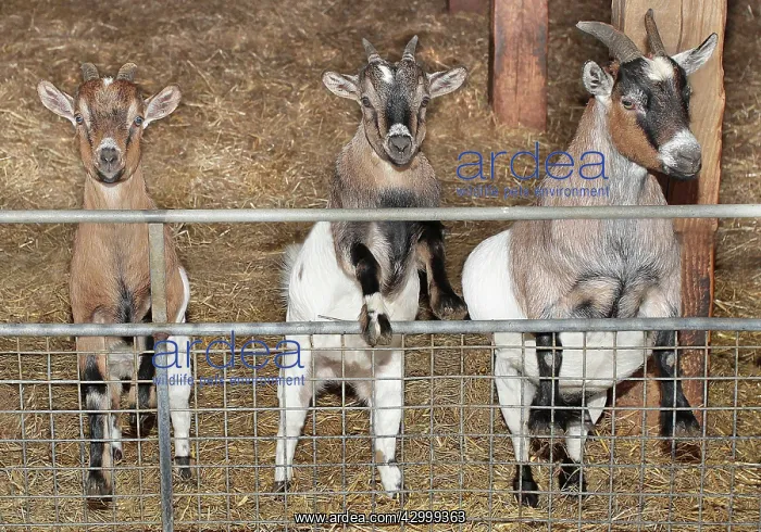  : Goats