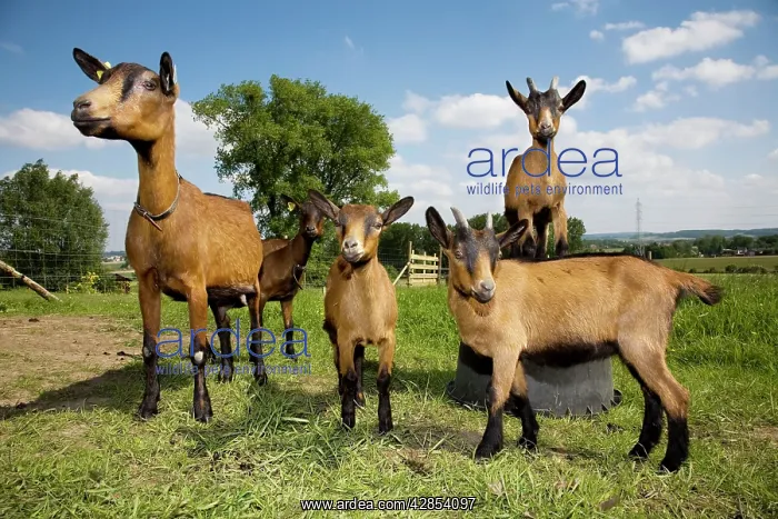 : Goats - adult & kids in field : Goats - adult & kids in field