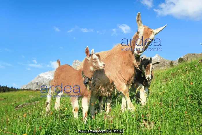 : Goats on the alp, Alpstein massif, Appenzell, Switzerland : Goats on the alp, Alpstein massif, Appenzell, Switzerland