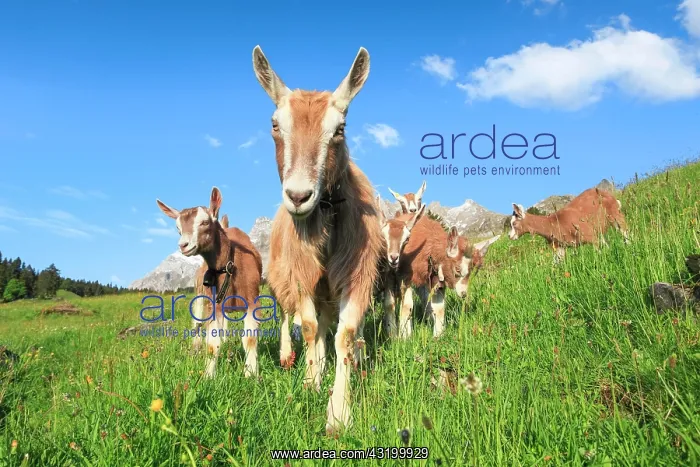: Goats on the alp, Alpstein massif, Appenzell, Switzerland : Goats on the alp, Alpstein massif, Appenzell, Switzerland