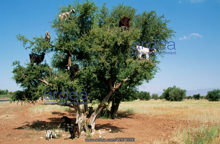 : GOATS in Argan Trees (Argania spinosa) - where : GOATS in Argan Trees (Argania spinosa) - where
