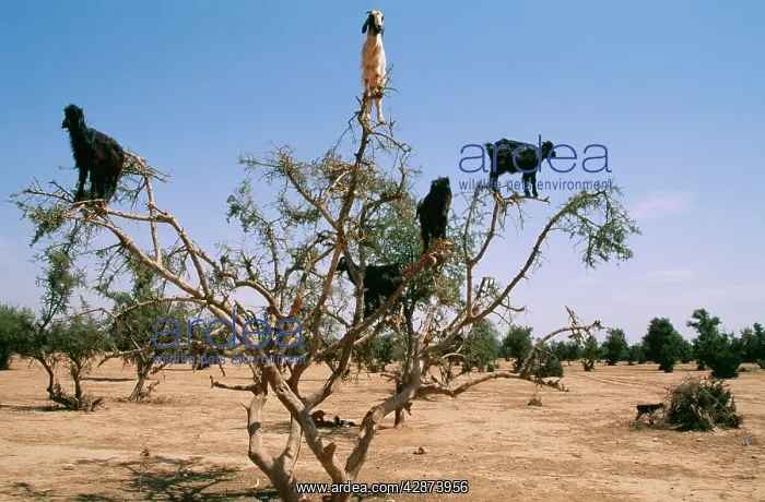 : GOATS in Argan Trees - where they feed on olive-like : GOATS in Argan Trees - where they feed on olive-like