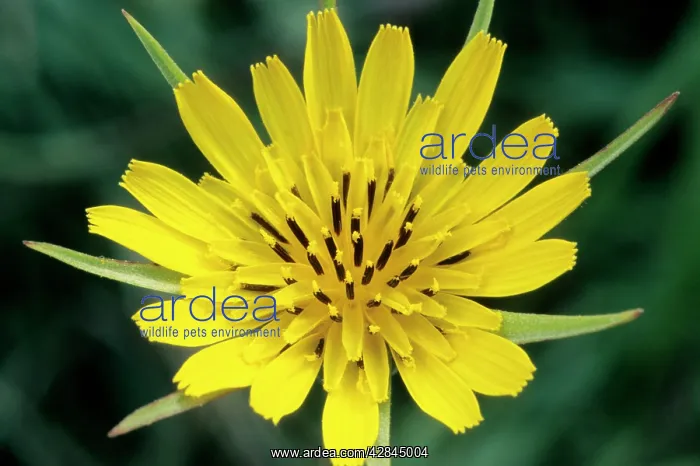  : Goat's-beard