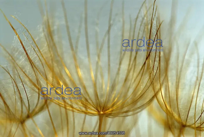 : Goat's Beard : Goat's Beard