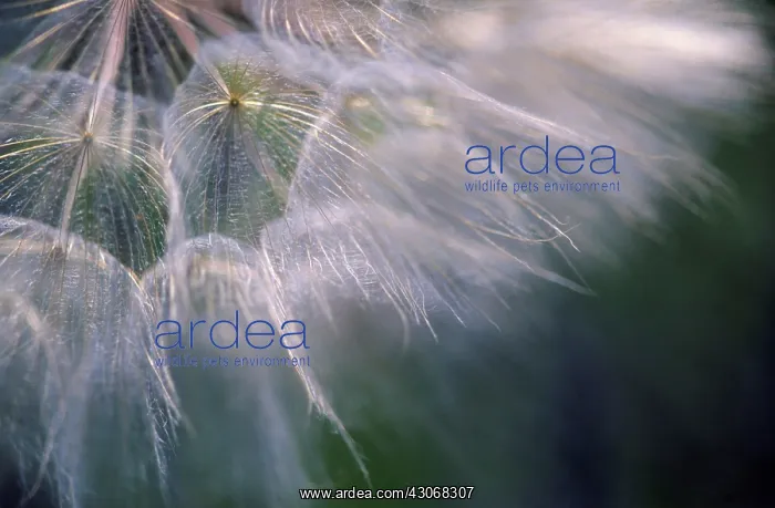 : Goat's Beard : Goat's Beard