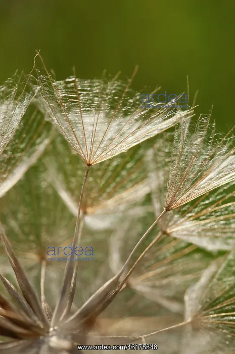 : Goat's beard, Tragopogon pratensis, close up showing the del : Goat's beard, Tragopogon pratensis, close up showing the del