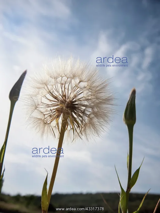 : Goat's beard, Tragopogon pratensis seedhead, similar : Goat's beard, Tragopogon pratensis seedhead, similar