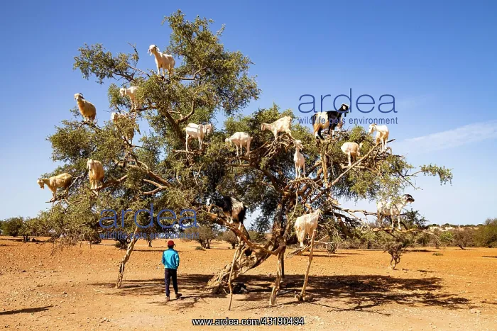  : Goats (Capra aegagrus hircus) in an argan tree (Argania