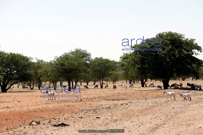 : Goats. Desertification, Namibia, Africa : Goats. Desertification, Namibia, Africa