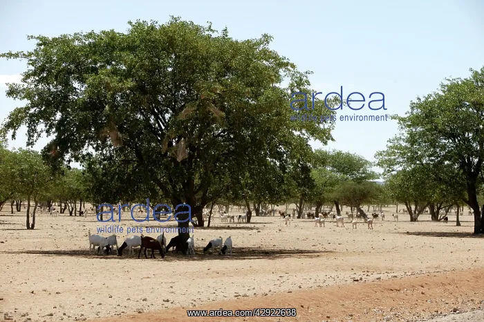 : Goats. Desertification, Namibia, Africa : Goats. Desertification, Namibia, Africa