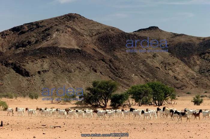 : Goats. Desertification, Namibia, Africa : Goats. Desertification, Namibia, Africa