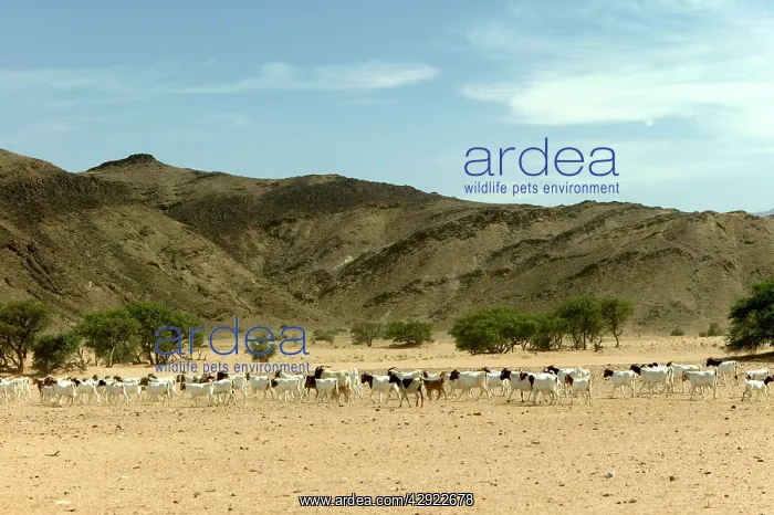 : Goats. Desertification, Namibia, Africa : Goats. Desertification, Namibia, Africa