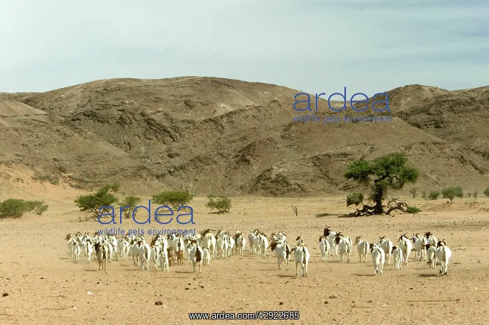 : Goats. Desertification, Namibia, Africa : Goats. Desertification, Namibia, Africa