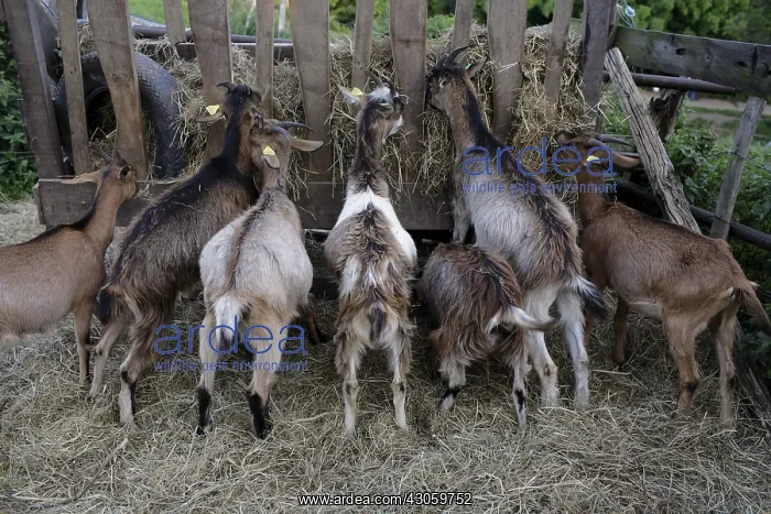: Goats eating hay in a rack France : Goats eating hay in a rack France