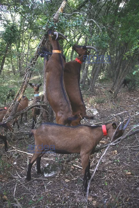 : Goats eating in undergrowth France : Goats eating in undergrowth France