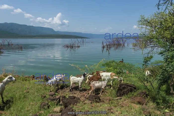 : Goats feeding at Lake Bogoria; Great Rift Valley; Kenya : Goats feeding at Lake Bogoria; Great Rift Valley; Kenya