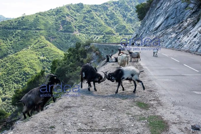  : Goats fighting in road