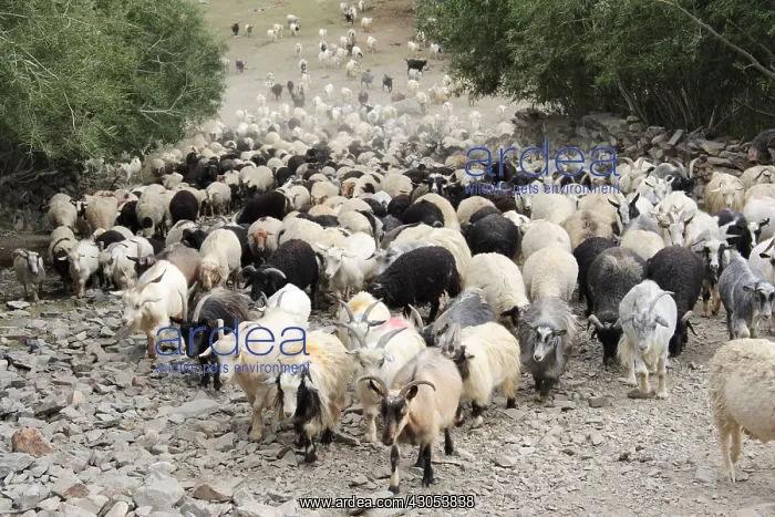 : Goats hamlet of Ichar Valley Lingti Zanskar India : Goats hamlet of Ichar Valley Lingti Zanskar India