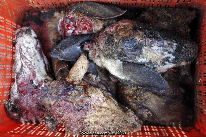 : Goats heads cut in a butcher Ladakh India : Goats heads cut in a butcher Ladakh India