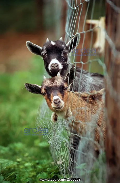  : Goats - two with heads stuck though net fence