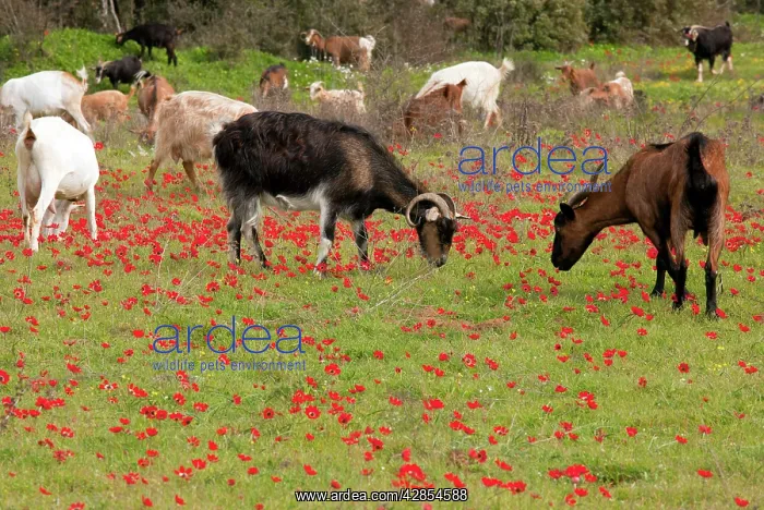  : Goats - herd grazing through field of scarlet peacock