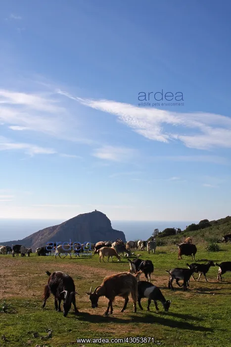 : Goats herd in front of Turghio tower at Cap Rosso Corse : Goats herd in front of Turghio tower at Cap Rosso Corse