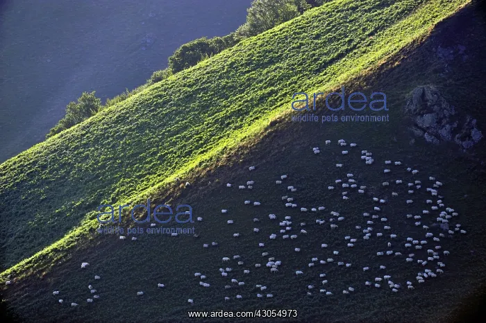 : Goats on the hillside Itary Basque Country France : Goats on the hillside Itary Basque Country France