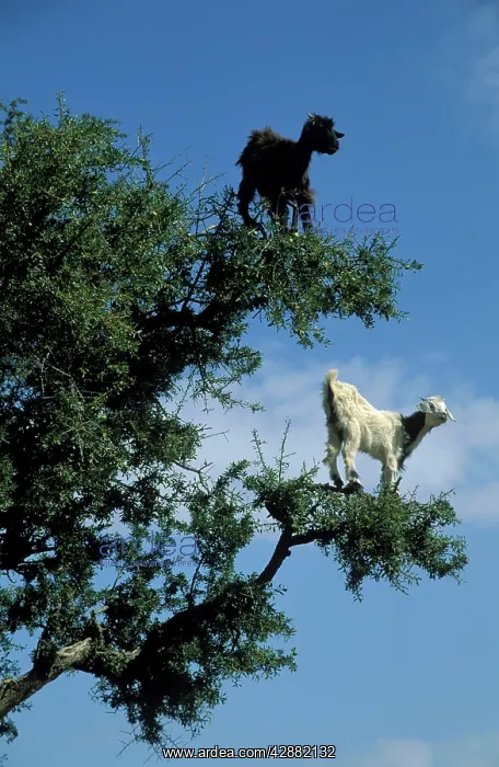 : Goats - Morocco - The Argan trees (Argania spinosa) : Goats - Morocco - The Argan trees (Argania spinosa)