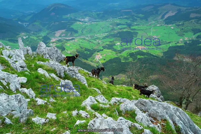 : Goats at Orisol or Orixol mountain, Alava, Basque : Goats at Orisol or Orixol mountain, Alava, Basque
