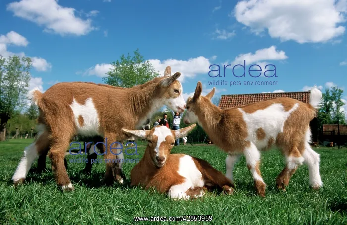  : Goats - three playing in farmyard