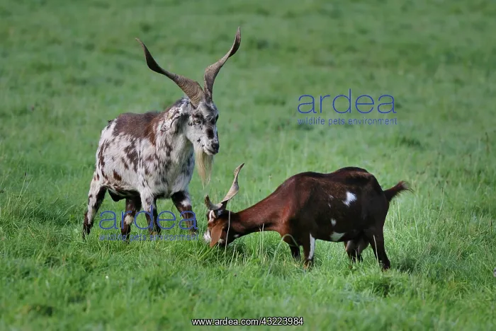 : Goats Rove in a meadow - Northern Vosges France : Goats Rove in a meadow - Northern Vosges France