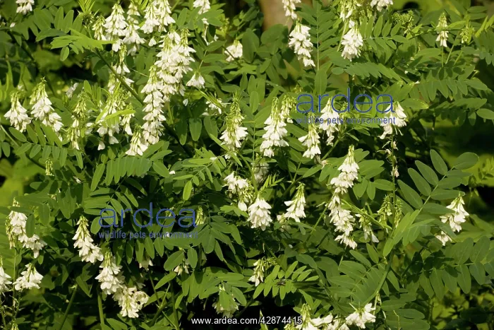 : Goat's-rue, white form : Goat's-rue, white form