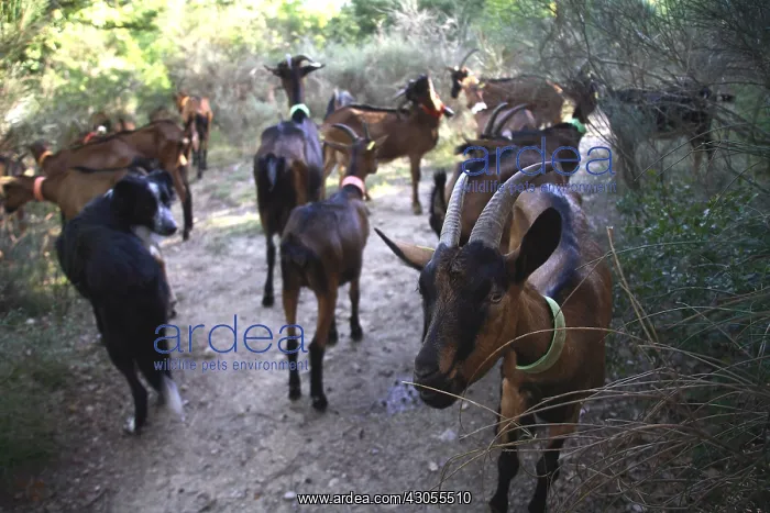 : Goats and sheep dog in undergrowth France : Goats and sheep dog in undergrowth France