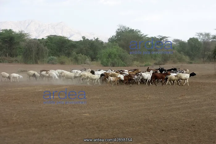 : Goats - showing desertification : Goats - showing desertification