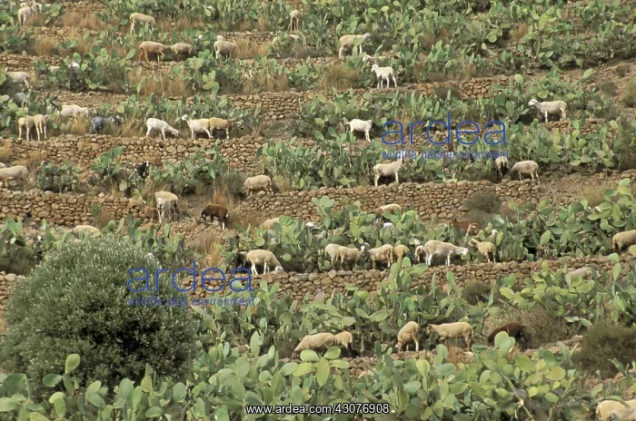 : Goats in terrace cultures and Indian fig Andalousia Spain : Goats in terrace cultures and Indian fig Andalousia Spain
