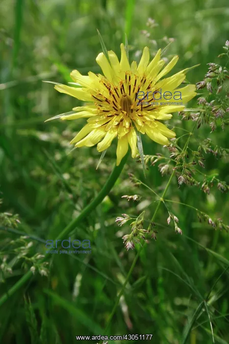 : Goat'sbeard : Goat'sbeard