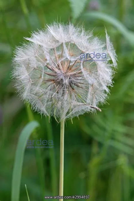 : Goatsbeard - seedhead / seed clock Westhay Nature : Goatsbeard - seedhead / seed clock Westhay Nature