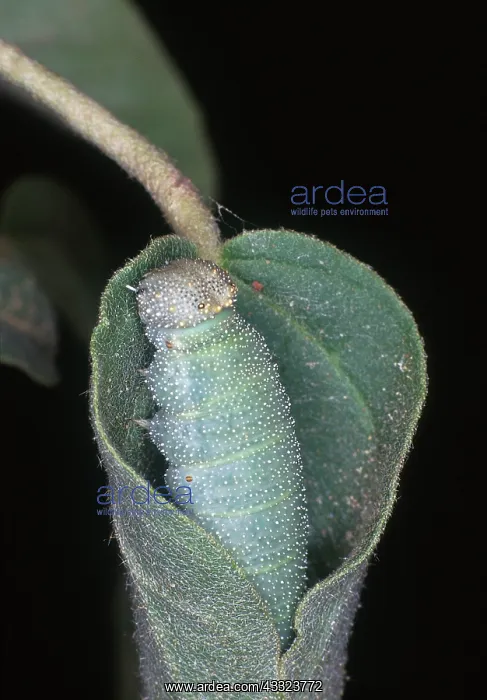 : Goatweed Butterfly caterpillar : Goatweed Butterfly caterpillar