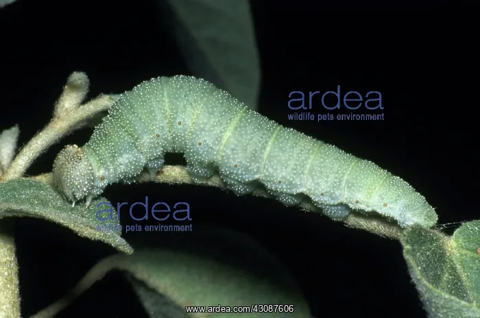 : Goatweed Caterpillar : Goatweed Caterpillar
