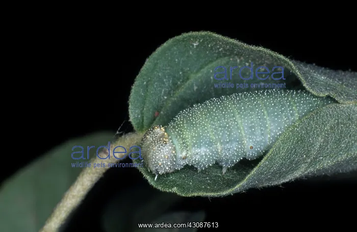 : Goatweed Caterpillar : Goatweed Caterpillar