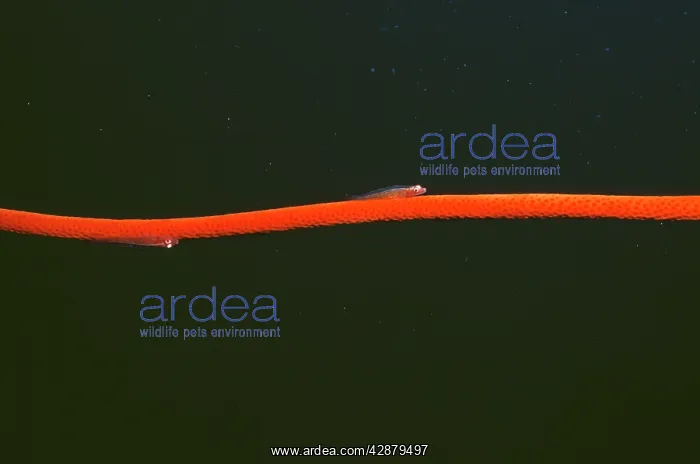 : GOBIES - On Sea Whip : GOBIES - On Sea Whip