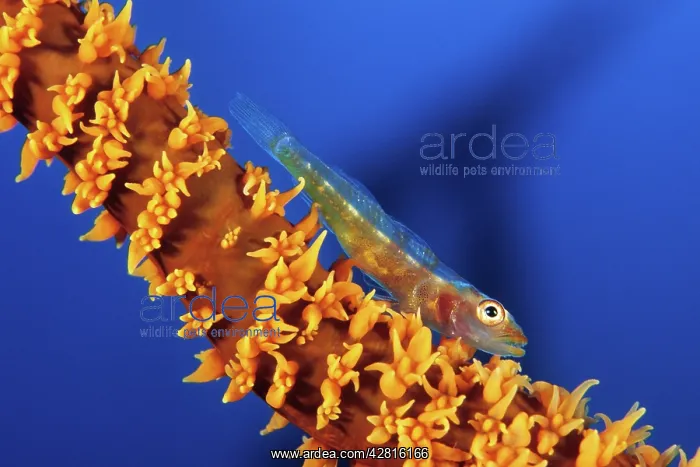 : Goby, Bryaninops sp. on coral branch, Walindi, West New Br : Goby, Bryaninops sp. on coral branch, Walindi, West New Br