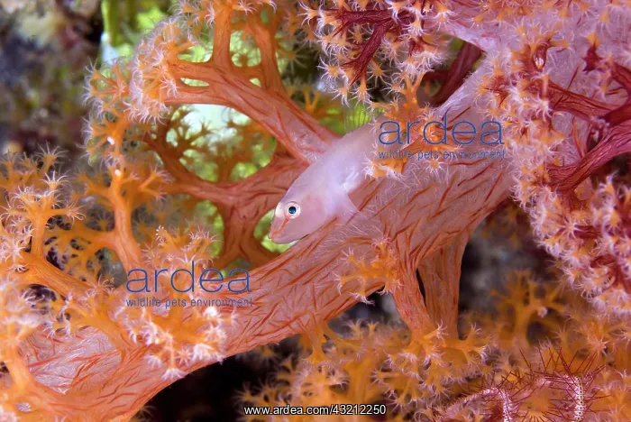 : Goby fish (Gobiidae) have symbiosis with : Goby fish (Gobiidae) have symbiosis with
