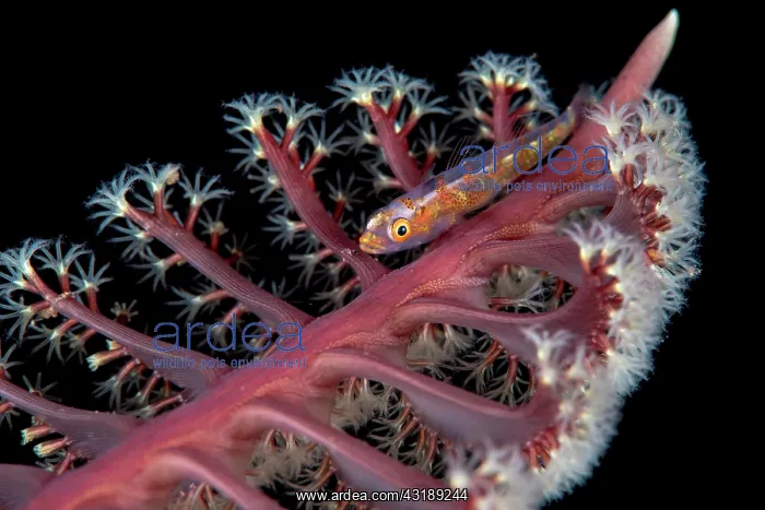 : Goby on Sea Pen, Komodo, Indonesia : Goby on Sea Pen, Komodo, Indonesia