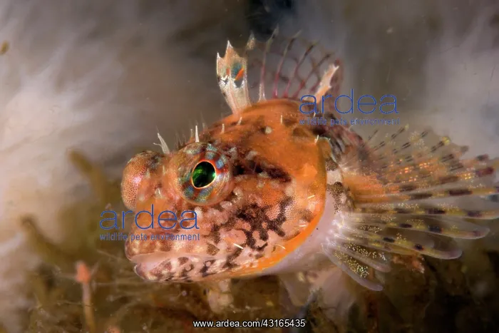 : Goby Vancouver Island British Columbia Canada Pacific Ocean : Goby Vancouver Island British Columbia Canada Pacific Ocean