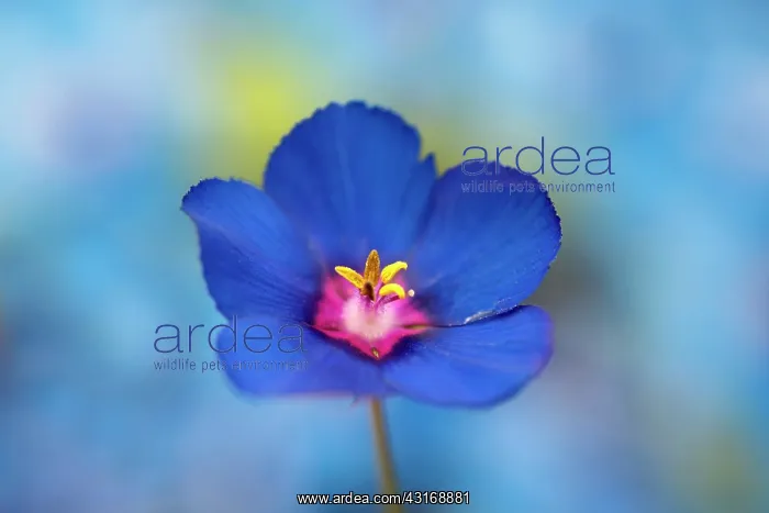  : Godetia or Farewell to Spring, Clarkia amoena, manipultaed