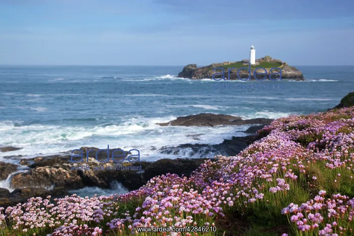 : Godrevy Island and Lighthouse - from Gwithian - thrift : Godrevy Island and Lighthouse - from Gwithian - thrift