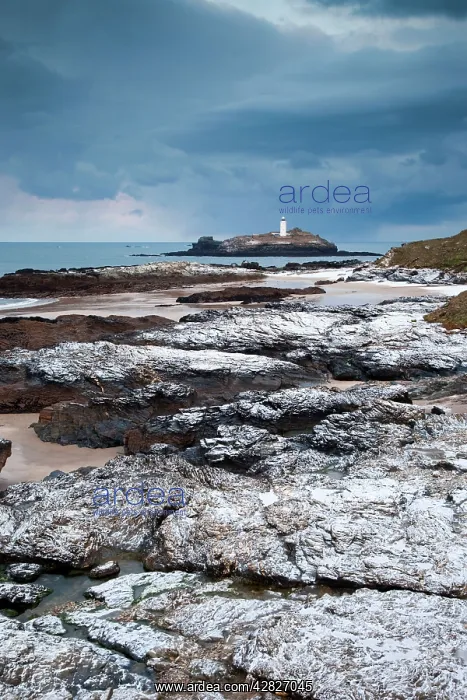 : Godrevy - Lighthouse and island - in snow : Godrevy - Lighthouse and island - in snow